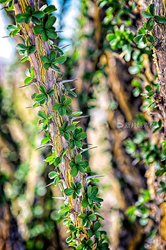 一串红(Fouquieria splendens)